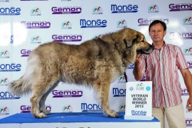 World Dog Show 2015 Milano - Karabas Restelicki VETERAN WORLD WINNER